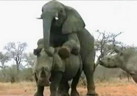 大象騎犀牛